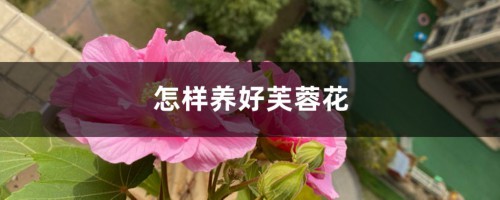 怎样养好芙蓉花